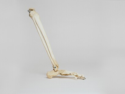 Sport che mettono sotto pressione le caviglie