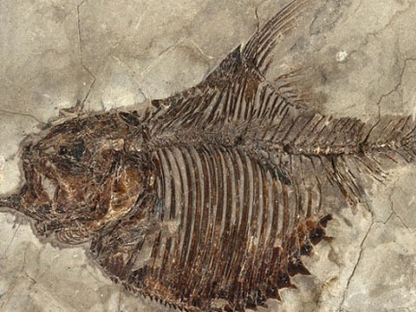 Palaeontology collections. Courtesy of Natural History Museum 