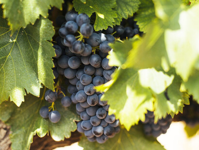 Garnacha is typically included in the blend to keep up some fruitiness