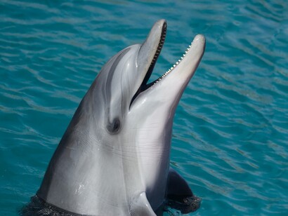 Tursiops truncatus