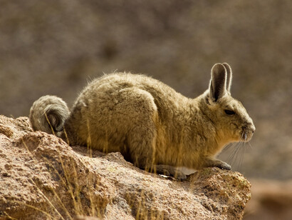 Fauna en el entorno del salar: vizcacha