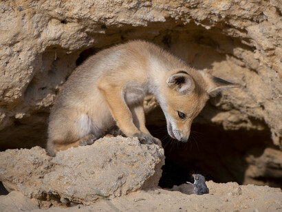 Ayala Fishaimer, Wildlife Photographer of the Year (detail). Courtesy of the artist and Forte di Bard