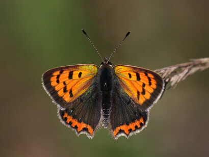 Silver-washed Fritillary with space at top for book design © Gehan de Silva Wijeyeratne