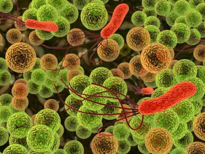 Bacterias entre las células humanas