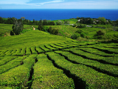 Plantação de chá nas encostas dos Açores