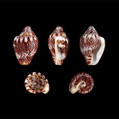 Il suo ritrovamento a Üçağızlı II offre quindi un indizio sulle pratiche culturali e sulla capacità di attribuire significati non strettamente utilitari agli oggetti