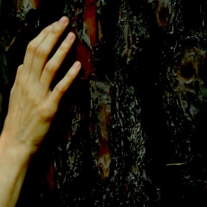 Árbol del primero amor