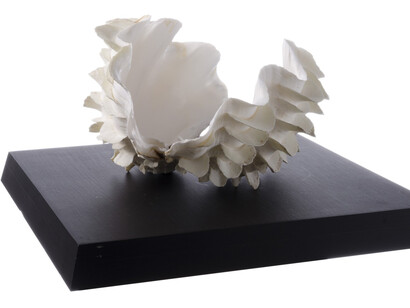 Invertebrates. Courtesy of Tadas Ivanauskas Zoological Museum