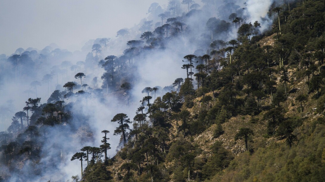 Melipeuco, incendio forestal