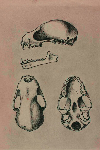 Gravura de fósseis da coleção de Peter Wilhelm Lund, considerado o pai da paleontologia brasileira 