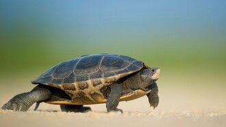 A tartaruga vai devagar, mas sempre chega