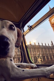 El K9 es un autobús turístico que ofrece una ruta pensada especialmente para perros