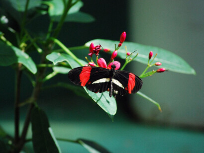 Judy Istock Butterfly Haven. Courtesy of Peggy Notebaert Nature Museum