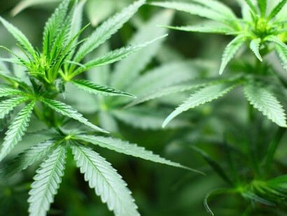 Después de liderar la cruzada internacional imponiendo una respuesta exclusivamente penal, la política estadounidense sobre drogas está viviendo una auténtica revolución en los últimos años