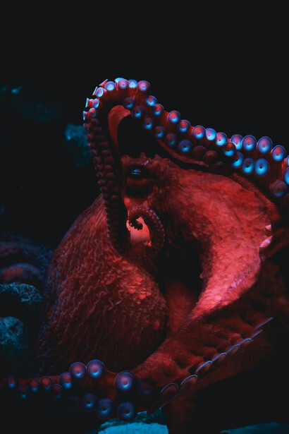 Polpo. Non possiamo prevedere se e quanto potrebbe influire, sull’evoluzione di altre specie, l’aumento di informazioni che potrebbero ricevere attraverso un data-linguaggio
