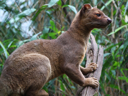 Il fossa del Madagascar nel suo habitat naturale