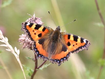 Small Tortoiseshell, Green Park, London © Gehan de Silva Wijeyeratne