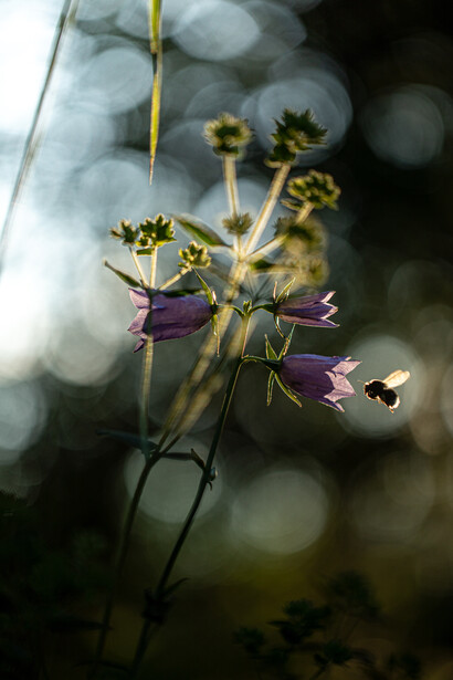 Letting go into the unknown, ph. M. Stillwater