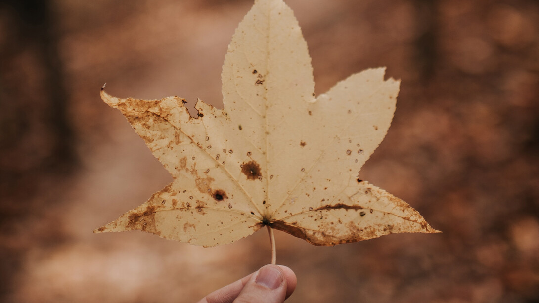 Autunno