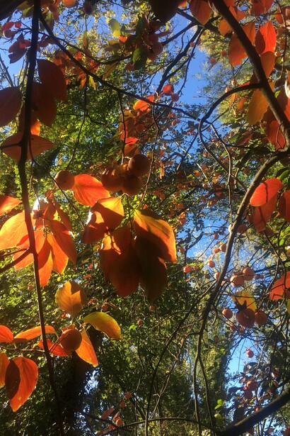 Grappoli di kaki in un albero mai potato
