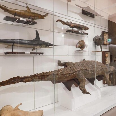 Kosmos, Palazzo Botta Adorno, Pavia