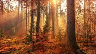 Bosco in autunno 