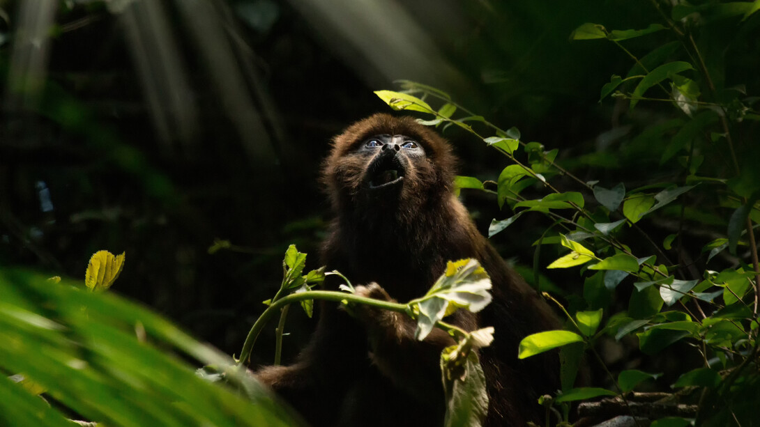 Una giovane scimmia urlatrice marrone (Alouatta guariba) che si nutre durante la sera, Parque Estadual das Fontes do Ipiranga, Parco a San Paolo, Brasile