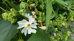 Flores de árvore-triste no jardim, India