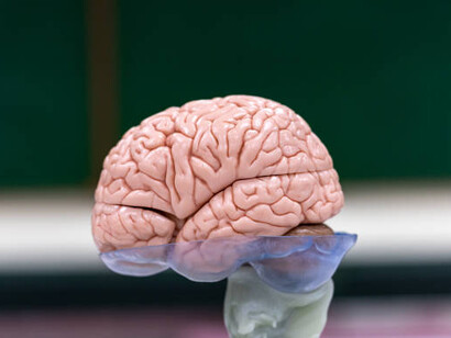 Human brain regions and motor neurons under the microscope in a science lab