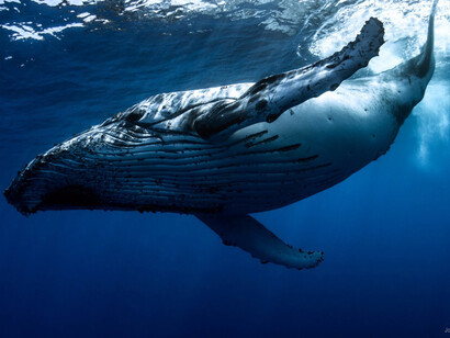 Humpback Whale © Joshua Barton