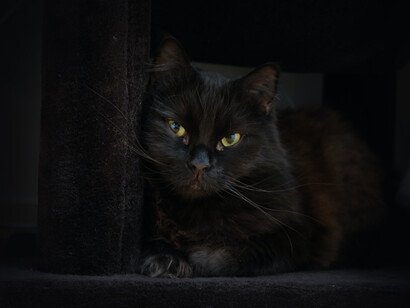 Gato negro. Echaré de menos a Nero (Negro), el más amoroso, a quien, con la ayuda del buen Danilo, su médico de cabecera, pudimos salvar in extremis