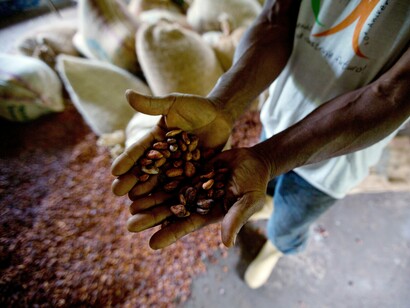 Granos de cacao
