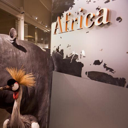 Africa Gallery. Courtesy of Harvard Museum of Natural History