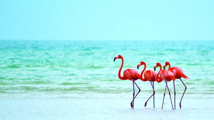 Cuatro flamencos del Caribe poniendo los pies a remojo