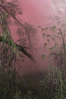 Landscapes. Courtesy of Purdy Hicks Gallery