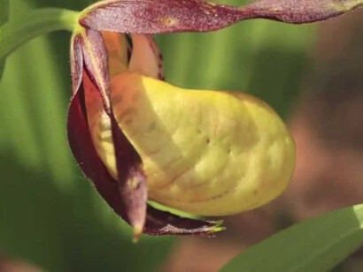Scarpetta di Venere (Cypripedium calceolus)