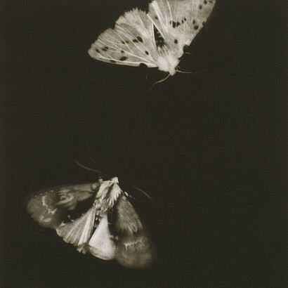 Sarah Gillespie, Alder and Ermine Moths, 2013, Mezzotint, Edition 12 of 40, 29 x 29 cm, 48 x 48 cm (with frame)
