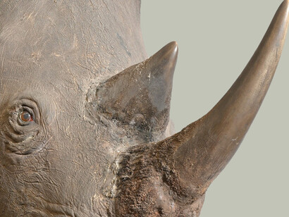 Verfrachtet, ausstellungsansicht. Mit freundlicher genehmigung des Naturhistorischen Museums Wien