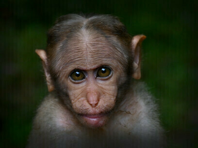 The monkey that touched the author's heart, Athirapally Falls (Kerala) @ Ashish Kothari