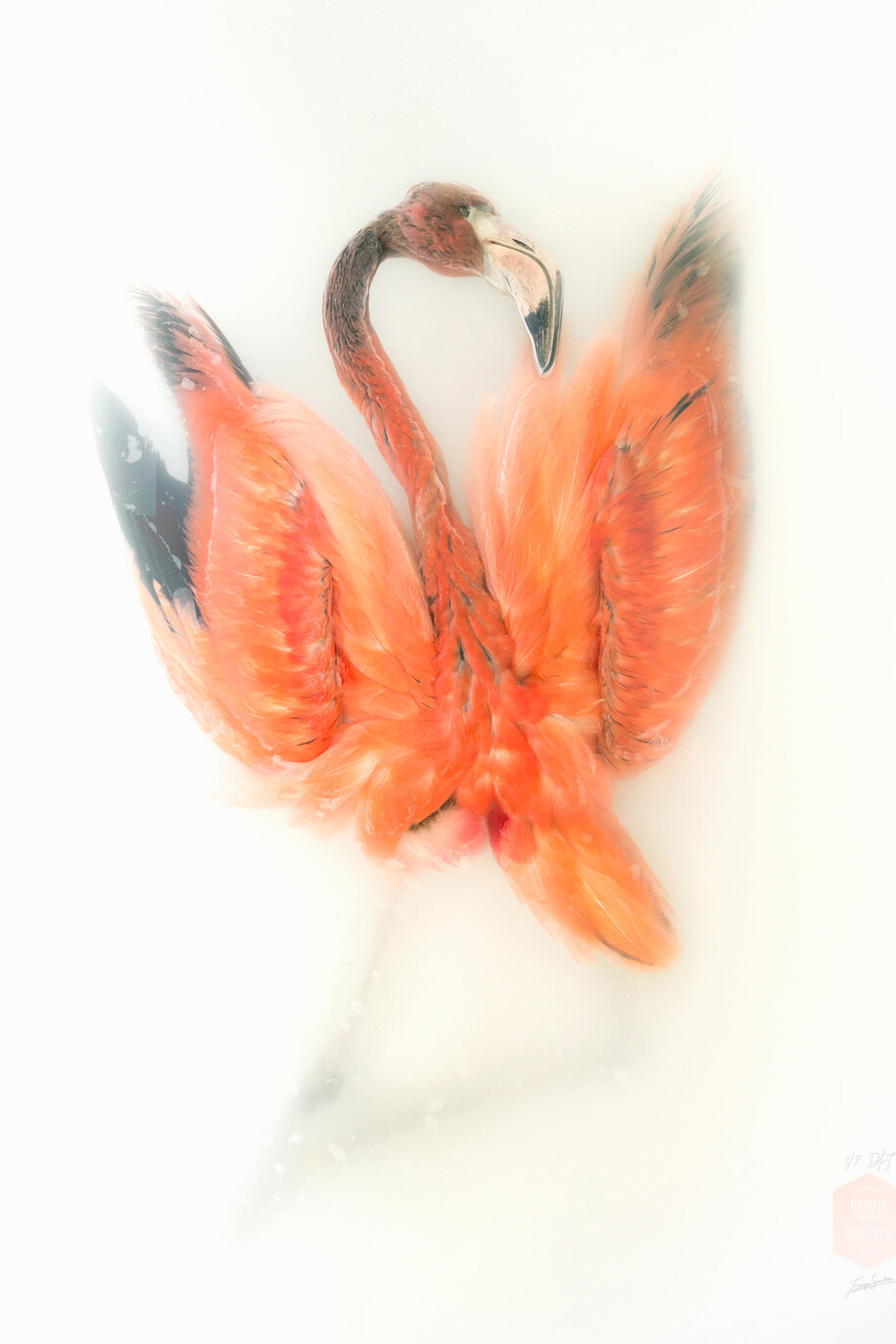 Flamingo Avis, 2014, courtesy of Sinke and van Tongeren
