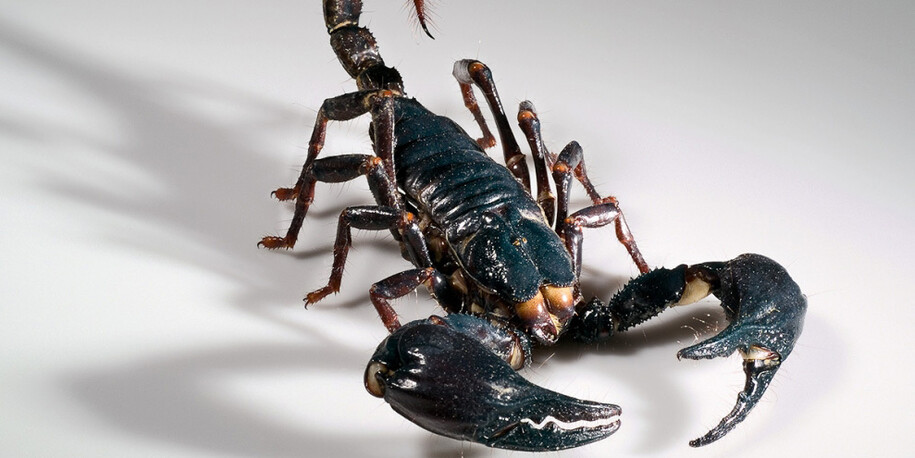 Spiders and Myriapods. Courtesy of Museum für Naturkunde