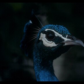 Amar Kanwar, The Peacock's Graveyard, 2023. (Video still) Digital video installation, 7 screens, dimensions variable, 28 mins, 16 sec. Courtesy of the artist and Marian Goodman Gallery
