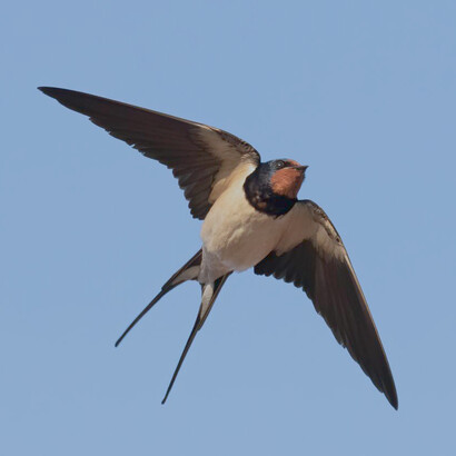 Golondrina en vuelo: volar sin miedo es dejar atrás todo aquello que nos detenga