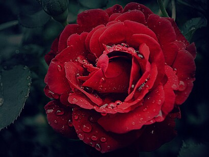 Darkened leaves cradle a crimson bloom, each droplet reflecting the bittersweet longing found in tender confessions