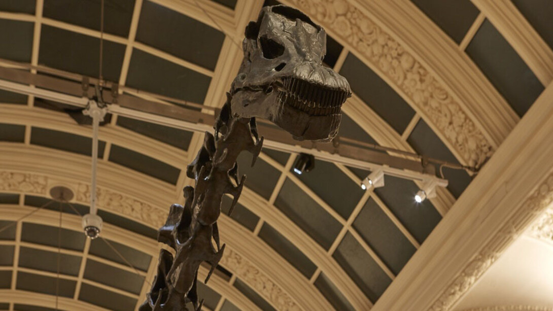 Dippy on Tour. Courtesy of Birmingham Museum and Art Gallery
