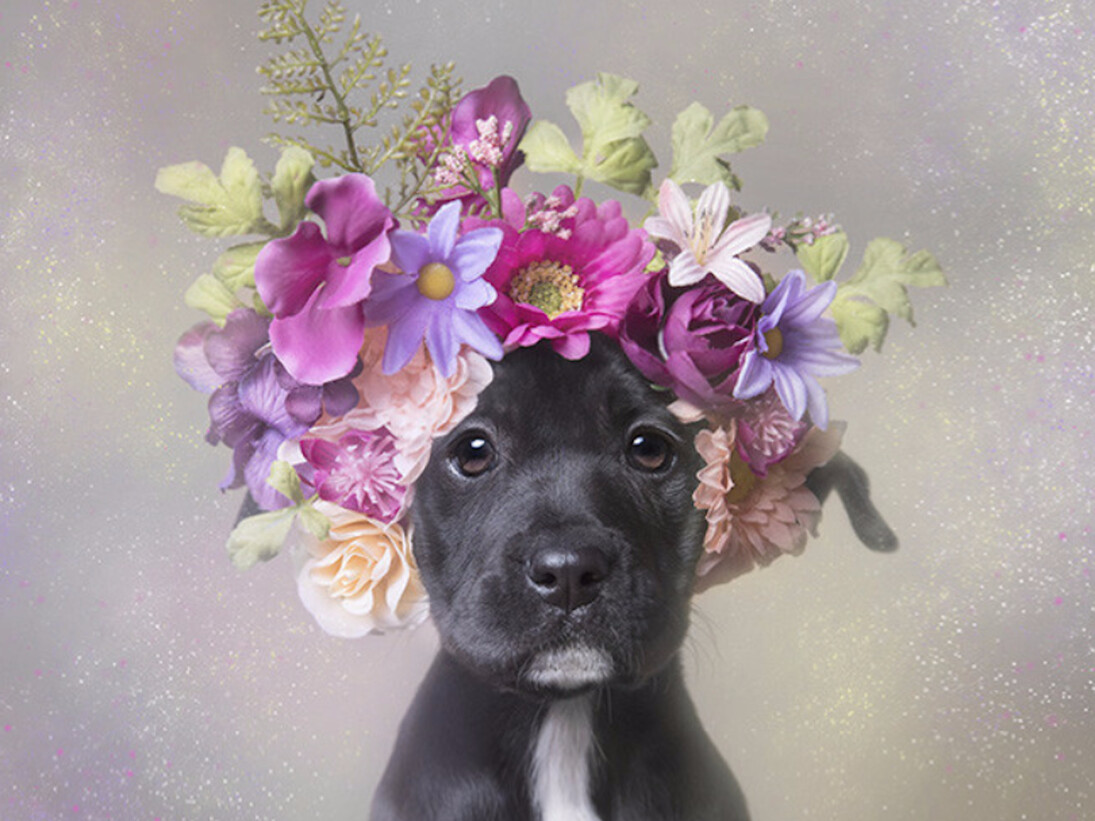 Flower Power. Courtesy of Russell Collection