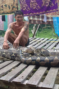 Un abitante dell'Apo Kayan con un serpente boa