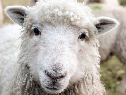 100 Percent Wool. Courtesy of Museum Europäischer Kulturen