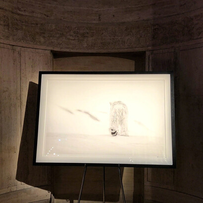The Diabetes Research Institute Foundation and Isabella Garrucho Fine Art