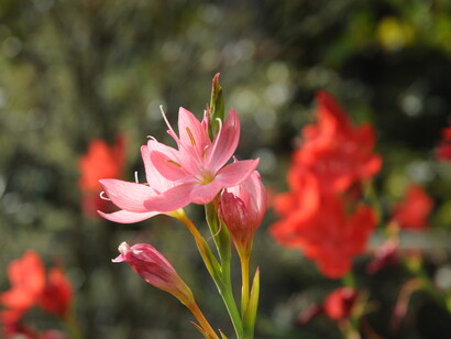 Gli ultimi fiori di bulbose estive come Zephirantes, Nerine e Crocosmia sono i gioielli che rallegrano l’ottobre a Cashel, foto Enzo Valenti